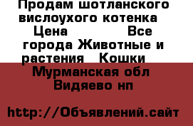 Продам шотланского вислоухого котенка › Цена ­ 10 000 - Все города Животные и растения » Кошки   . Мурманская обл.,Видяево нп